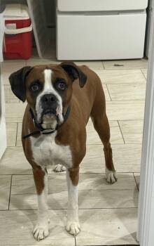 Rescue Boxer Dogs for Adoption in Middlesex, New Jersey - Caeser | PetCurious