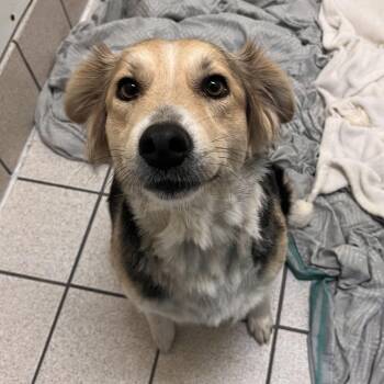 Mixed Breed Dogs Available for Adoption in Charleston, West Virginia - Mary | PetCurious