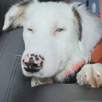 Eric -  Australian Shepherd Dog for Adoption in Huntsville, Alabama - Eric | PetCurious