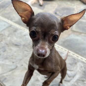 Chihuahua Dogs Available for Adoption in Minneapolis, Minnesota - Benjamin | PetCurious