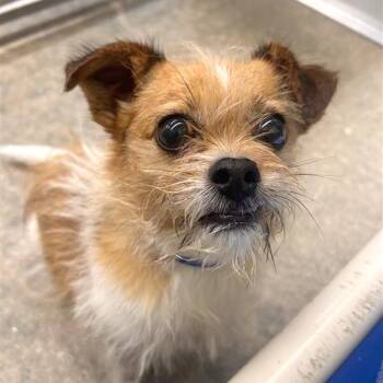 Rufus -  Chihuahua and Jack Russell Terrier Dog for Adoption in Woodinville, Washington - Rufus | PetCurious
