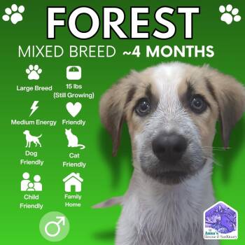 Forest -  Mixed Breed Dog for Adoption in Aurora, Ontario - Forest | PetCurious