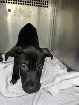 Cobalt -  Labrador Retriever Dog for Adoption in Austin, Texas - Cobalt | PetCurious