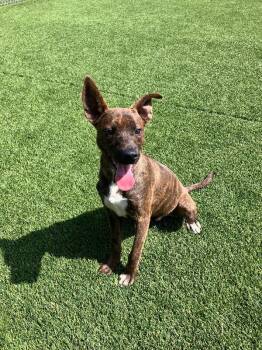 Mixed Breed Dogs Available for Adoption in Jackson, Tennessee - Arthur | PetCurious