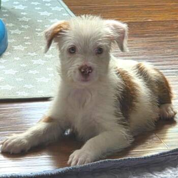 Waffling -  Jack Russell Terrier and Mixed Breed Dog for Adoption in Fredericksburg, Virginia - Waffling | PetCurious