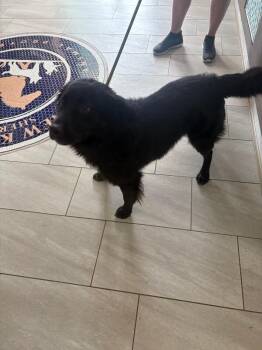 Ozzie -  Border Collie and Mixed Breed Dog for Adoption in Providence Forge, Virginia - Ozzie | PetCurious