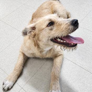 Dolly -  Terrier and Great Pyrenees Dog for Adoption in Nashville, Tennessee - Dolly | PetCurious