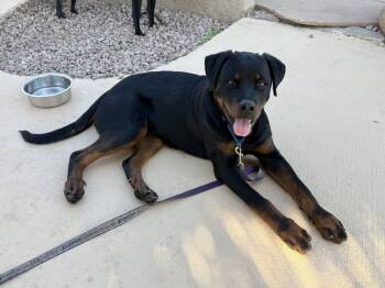Rescue Rottweiler Dogs for Adoption in Gilbert, Arizona - Aladdin | PetCurious