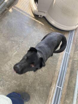 Ella -  Chow Chow and Mixed Breed Dog for Adoption in Burnsville, North Carolina - Ella | PetCurious