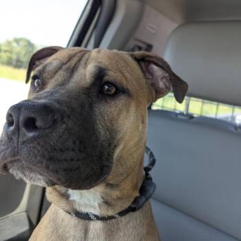 Walker -  Pit Bull Terrier and Black Mouth Cur Dog for Adoption in East St. Louis, Illinois - Walker | PetCurious