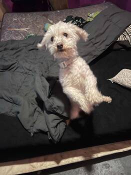 Tokyo -  Poodle Dog for Adoption in Westwood, New Jersey - Tokyo | PetCurious