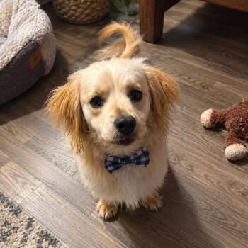 BEAR GS -  Dachshund and Cocker Spaniel Dog for Adoption in Lucas, Texas - BEAR GS | PetCurious