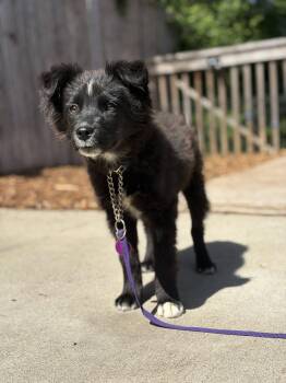 Border Collie Dogs Available for Adoption in Paso Robles, California - Koda | PetCurious
