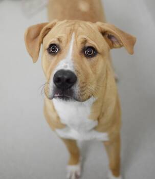 Blonko -  Labrador Retriever Dog for Adoption in Pontiac, Michigan - Blonko | PetCurious