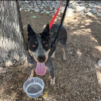 Dakota -  Australian Cattle Dog Blue Heeler Dog for Adoption in Lafayette, Colorado - Dakota | PetCurious