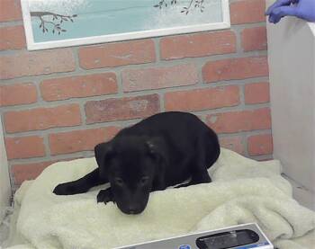 NALA -  Staffordshire Bull Terrier and Mixed Breed Dog for Adoption in Houston, Texas - NALA | PetCurious