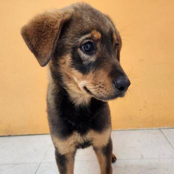 Labrador Retriever and Shepherd Dogs Available for Adoption - FLORENCE WELCH | PetCurious
