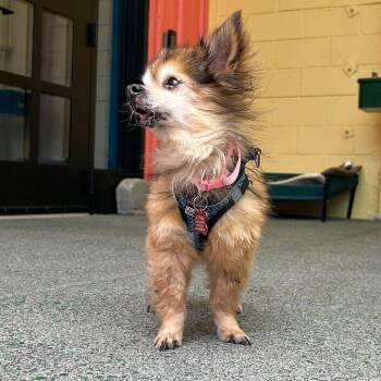 Buttonhook 13334 -  Chihuahua Dog for Adoption in San Francisco, California - Buttonhook 13334 | PetCurious