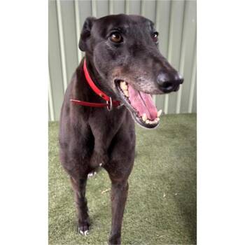 Soul Optic (Harry) -  Greyhound Dog for Adoption in Tarpon Springs, Florida - Soul Optic (Harry) | PetCurious