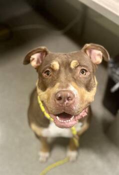 Rescue American Bulldog Dogs for Adoption in Louisville, Kentucky - BEEFARONICA | PetCurious