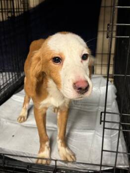 Woofie Goldberg -  Mixed Breed Dog for Adoption in Fredericksburg, Virginia - Woofie Goldberg | PetCurious