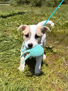 Princess Tilly -  Husky Dog for Adoption in Muskegon, Michigan - Princess Tilly | PetCurious