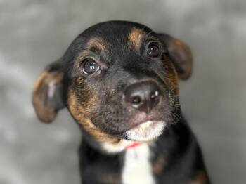 Moose Tracks -  Australian Shepherd and Rottweiler Dog for Adoption in Portland, Oregon - Moose Tracks | PetCurious