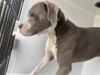 A657949 -  Staffordshire Bull Terrier Dog for Adoption in Houston, Texas - A657949 | PetCurious