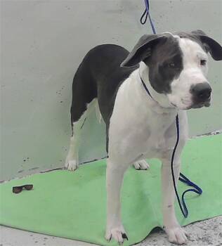 OCEAN -  Staffordshire Bull Terrier and Mixed Breed Dog for Adoption in Houston, Texas - OCEAN | PetCurious