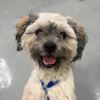 Winston -  Maltese and Yorkshire Terrier Dog for Adoption in Chicago, Illinois - Winston | PetCurious