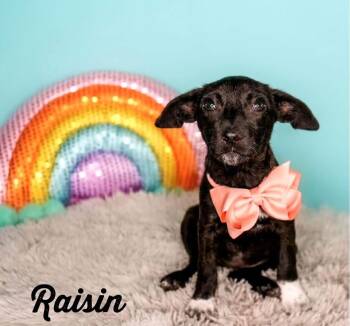 Raisin -  Rat Terrier Dog for Adoption in Monticello, Minnesota - Raisin | PetCurious