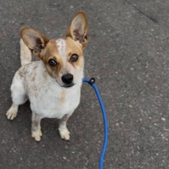 Simba -  Cattle Dog Dog for Adoption in Newberg, Oregon - Simba | PetCurious