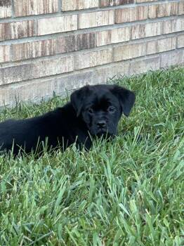 Mixed Breed Dogs Available for Adoption - Captain Morgan | PetCurious