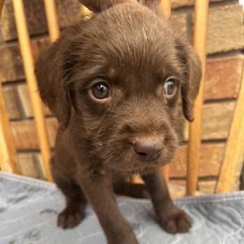 Terrier Dogs Available for Adoption - Hazel | PetCurious