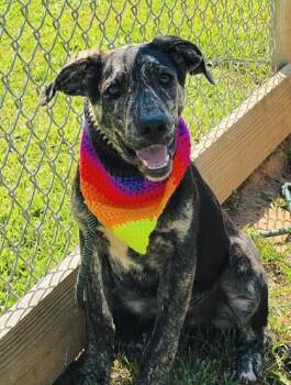 Frito $85 -  Labrador Retriever and Mixed Breed Dog for Adoption in Seneca, South Carolina - Frito $85 | PetCurious