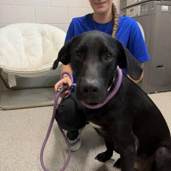 Mixed Breed Dogs Available for Adoption in Englewood, Florida - Taffy | PetCurious