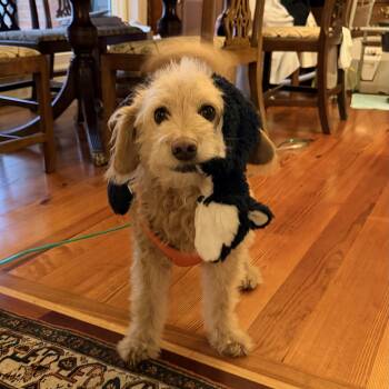 Franky -  Cockapoo Dog for Adoption in Richmond, Virginia - Franky | PetCurious