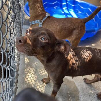 Ketchup -  Chihuahua Dog for Adoption in Pacific Grove, California - Ketchup | PetCurious