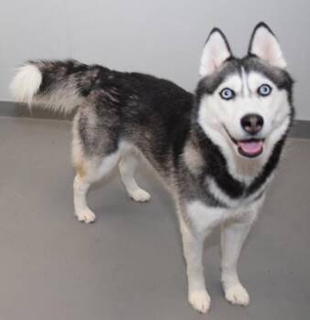 Nova -  Siberian Husky Dog for Adoption in Des Moines, Iowa - Nova | PetCurious