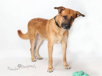 BOXCAR -  Black Mouth Cur and Mixed Breed Dog for Adoption in Omaha, Nebraska - BOXCAR | PetCurious