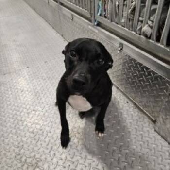 Rescue Mixed Breed Dogs for Adoption in Lake Jackson, Texas - Milo-RN | PetCurious