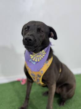 Labrador Retriever and Shepherd Dogs Available for Adoption - Lexus | PetCurious