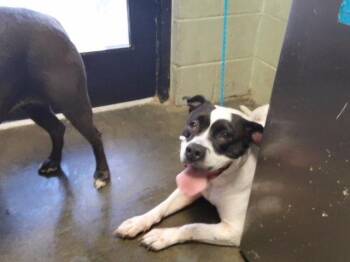 SUPER NOVA -  Pit Bull Terrier and Mixed Breed Dog for Adoption in Tulsa, Oklahoma - SUPER NOVA | PetCurious
