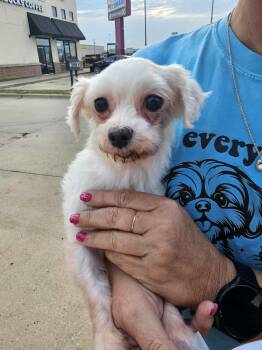 Rescue Maltese Dogs for Adoption in Cedar Rapids, Iowa - Iris | PetCurious