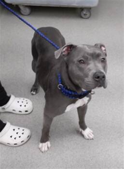 Boxer and Mixed Breed Dogs Available for Adoption - MAUD | PetCurious