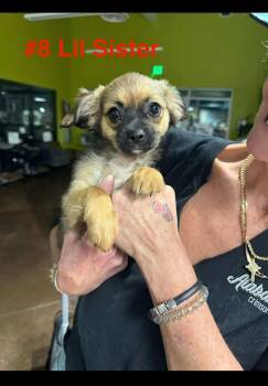 Rescue Chihuahua Dogs for Adoption in Watertown, Wisconsin - Blanche (was Lil Sister) | PetCurious