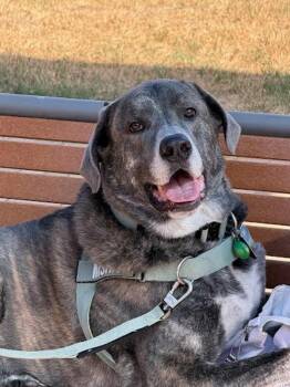 Misha -  Great Pyrenees and Neapolitan Mastiff Dog for Adoption in Austin, Texas - Misha | PetCurious