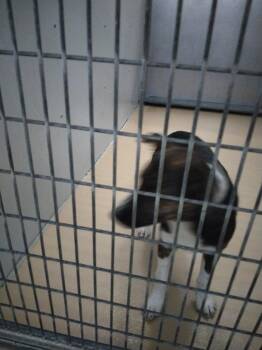 Rescue Border Collie and Black Labrador Retriever Dogs for Adoption in Haslet, Texas - Ms.Tinker | PetCurious