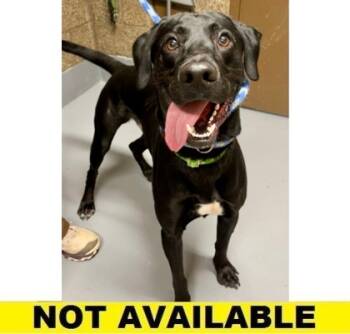 Rescue Labrador Retriever and Mixed Breed Dogs for Adoption in Eugene, Oregon - Rodeo | PetCurious