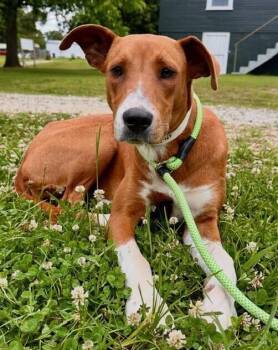 Redbone Coonhound and Boxer Dogs Available for Adoption in Washington, District Of Columbia - Holly | PetCurious